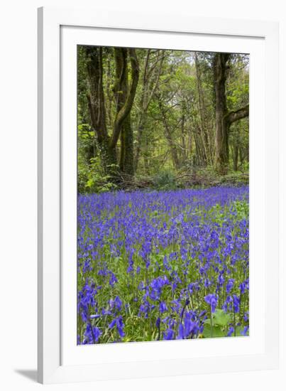 Pendarves Woods, Bluebells, Spring-null-Framed Photographic Print