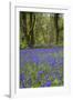 Pendarves Woods, Bluebells, Spring-null-Framed Photographic Print