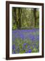 Pendarves Woods, Bluebells, Spring-null-Framed Photographic Print