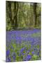 Pendarves Woods, Bluebells, Spring-null-Mounted Photographic Print