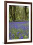 Pendarves Woods, Bluebells, Spring-null-Framed Photographic Print