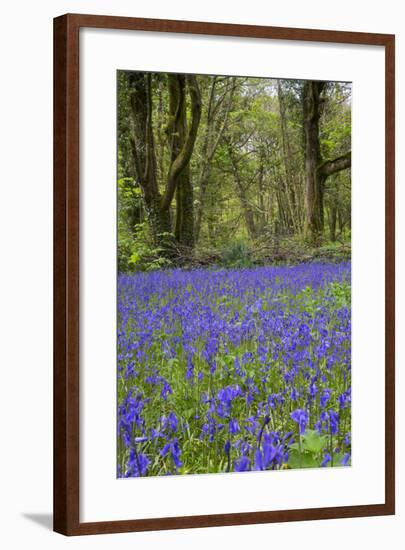 Pendarves Woods, Bluebells, Spring-null-Framed Photographic Print