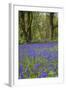 Pendarves Woods, Bluebells, Spring-null-Framed Photographic Print