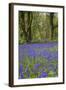 Pendarves Woods, Bluebells, Spring-null-Framed Photographic Print