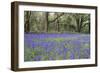 Pendarves Woods, Bluebells, Spring-null-Framed Photographic Print