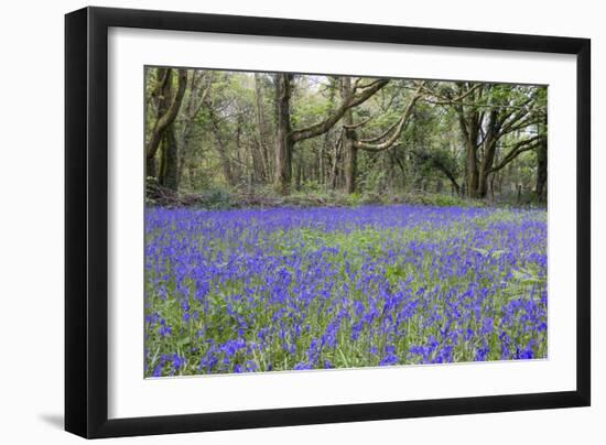 Pendarves Woods, Bluebells, Spring-null-Framed Photographic Print