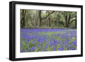 Pendarves Woods, Bluebells, Spring-null-Framed Photographic Print