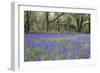 Pendarves Woods, Bluebells, Spring-null-Framed Photographic Print