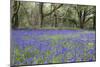 Pendarves Woods, Bluebells, Spring-null-Mounted Photographic Print