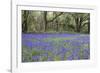 Pendarves Woods, Bluebells, Spring-null-Framed Photographic Print