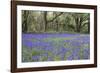 Pendarves Woods, Bluebells, Spring-null-Framed Photographic Print