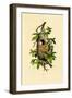 Penduline Tit, 1833-39-null-Framed Giclee Print