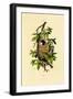 Penduline Tit, 1833-39-null-Framed Giclee Print