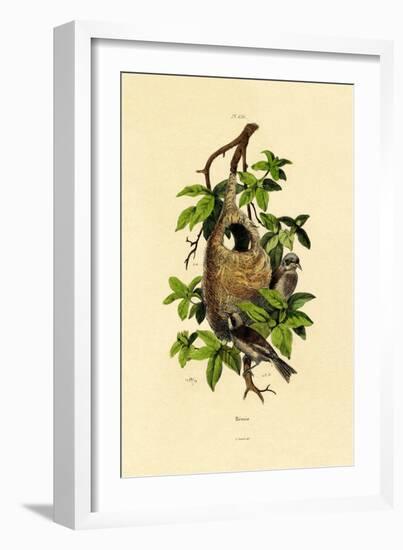 Penduline Tit, 1833-39-null-Framed Giclee Print