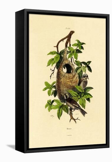 Penduline Tit, 1833-39-null-Framed Stretched Canvas