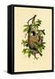 Penduline Tit, 1833-39-null-Framed Stretched Canvas