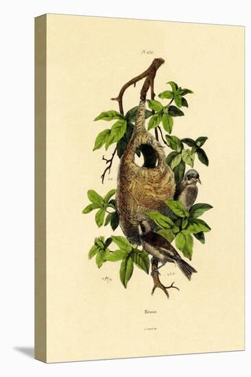 Penduline Tit, 1833-39-null-Stretched Canvas