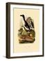 Penguin, 1833-39-null-Framed Giclee Print