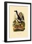 Penguin, 1833-39-null-Framed Giclee Print