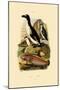 Penguin, 1833-39-null-Mounted Giclee Print