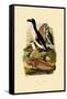 Penguin, 1833-39-null-Framed Stretched Canvas