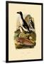 Penguin, 1833-39-null-Framed Giclee Print