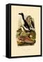 Penguin, 1833-39-null-Framed Stretched Canvas