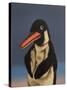 Penguin, 2018,-Peter Jones-Stretched Canvas