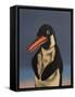 Penguin, 2018,-Peter Jones-Framed Stretched Canvas