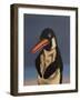 Penguin, 2018,-Peter Jones-Framed Giclee Print