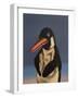 Penguin, 2018,-Peter Jones-Framed Giclee Print