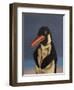 Penguin, 2018,-Peter Jones-Framed Giclee Print