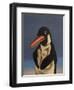 Penguin, 2018,-Peter Jones-Framed Giclee Print