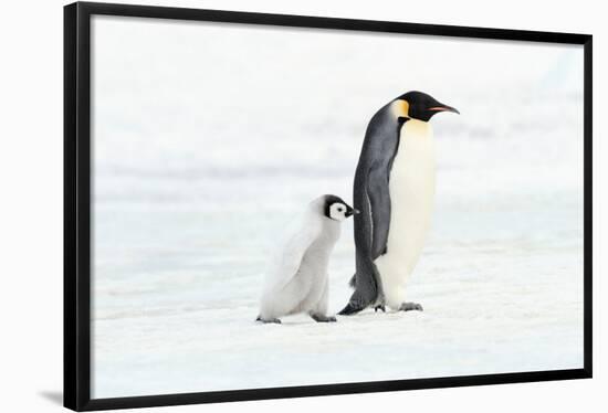 Penguin and Baby-null-Framed Poster
