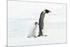 Penguin and Baby-null-Mounted Poster