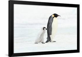 Penguin and Baby-null-Framed Poster