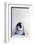 Penguin Chick-null-Framed Premium Giclee Print