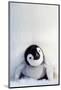 Penguin Chick-null-Mounted Premium Giclee Print