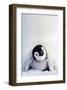 Penguin Chick-null-Framed Premium Giclee Print