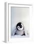 Penguin Chick-null-Framed Premium Giclee Print