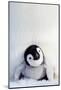 Penguin Chick-null-Mounted Premium Giclee Print