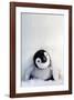 Penguin Chick-null-Framed Art Print