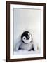 Penguin Chick-null-Framed Art Print