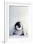 Penguin Chick-null-Framed Art Print