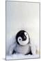 Penguin Chick-null-Mounted Art Print