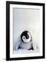 Penguin Chick-null-Framed Art Print