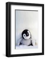 Penguin Chick-null-Framed Art Print