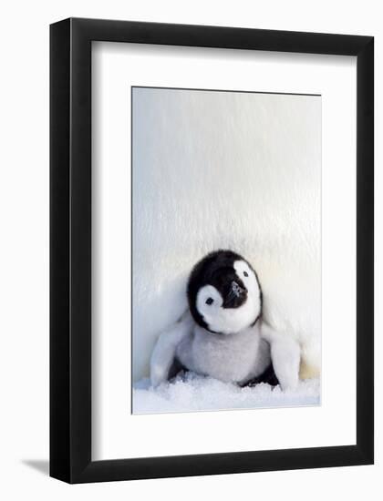 Penguin Chick-null-Framed Art Print