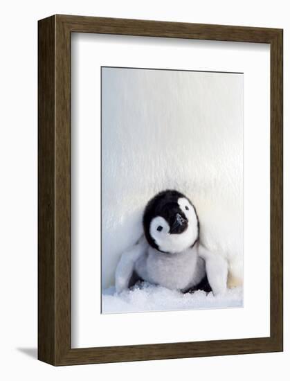 Penguin Chick-null-Framed Art Print