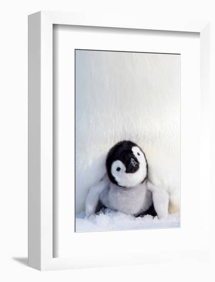 Penguin Chick-null-Framed Art Print